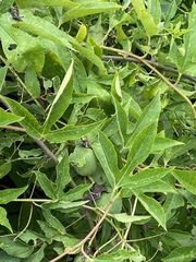 Passiflora incarnata
