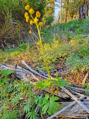 Cacaliopsis nardosmia