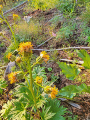 Cacaliopsis nardosmia