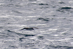 Puffinus subalaris