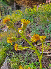 Cacaliopsis nardosmia