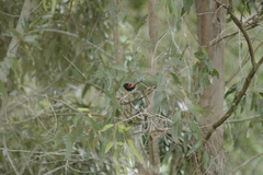 Malurus melanocephalus