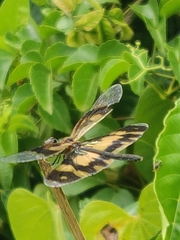 Rhyothemis variegata