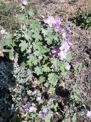 Malva weinmanniana