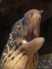 Gymnothorax cribroris