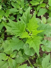 Chenopodiastrum hybridum