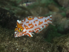 Macropharyngodon choati