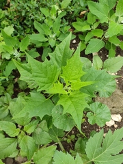 Chenopodiastrum hybridum