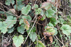 Heuchera micrantha
