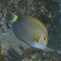 Acanthurus dussumieri