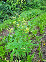 Osmorhiza occidentalis