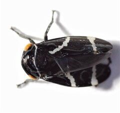 Eurymeloides bicincta