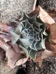 Dudleya pulverulenta