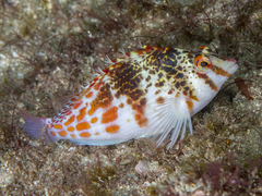 Cirrhitichthys falco