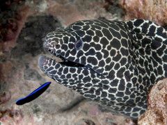 Gymnothorax favagineus