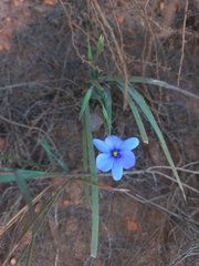 Aristea pusilla