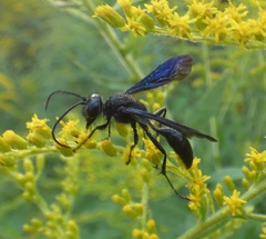 Isodontia