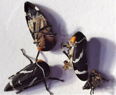 Eurymeloides bicincta