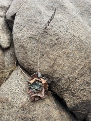 Dudleya pulverulenta