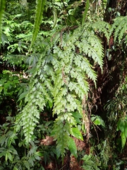 Asplenium pseudolaserpitiifolium