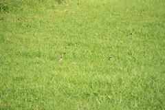 Carduelis carduelis britannica