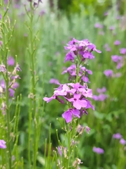 Hesperis pycnotricha