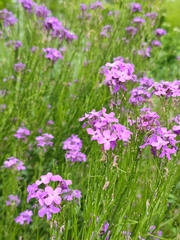 Hesperis pycnotricha