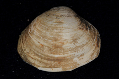 Cyclomactra