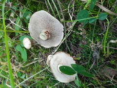 Suillus viscidus