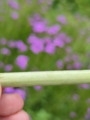 Hesperis pycnotricha