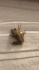 Osteopilus septentrionalis