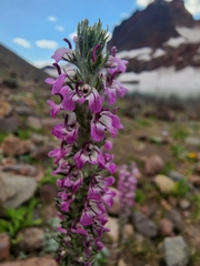 Pedicularis attollens