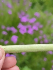 Hesperis pycnotricha