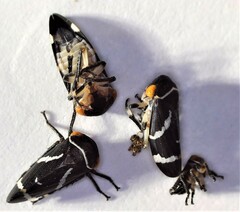 Eurymeloides bicincta