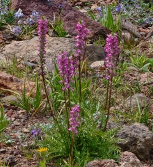 Pedicularis attollens