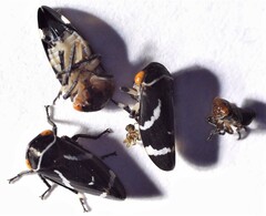 Eurymeloides bicincta