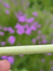 Hesperis pycnotricha