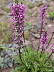 Pedicularis attollens