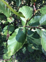 Alnus alnobetula