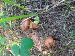 Suillus grevillei