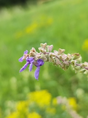Salvia nutans