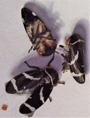 Eurymeloides bicincta