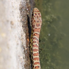 Coluber constrictor