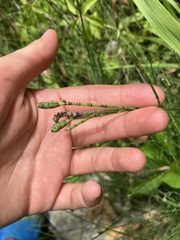 Equisetum ramosissimum