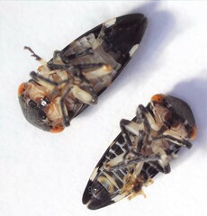 Eurymeloides bicincta