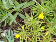 Ajuga chamaepitys chia