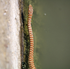 Coluber constrictor
