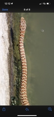 Coluber constrictor