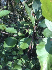 Alnus alnobetula