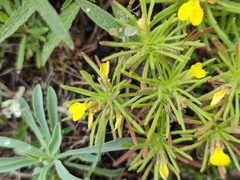 Ajuga chamaepitys chia